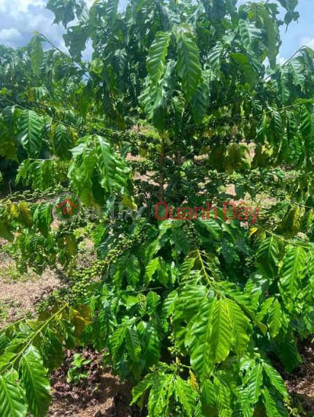 Chính chủ bán 3 sào 1 đất cà phê 4 năm tại Lộc Ngãi - Nguồn nước thuận tiện, giá thương lượng, Việt Nam, Bán đ 1,55 tỷ