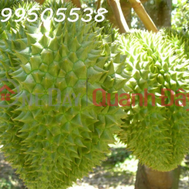 Durian garden for sale 17000m2 Phu Rieng Binh Phuoc _0