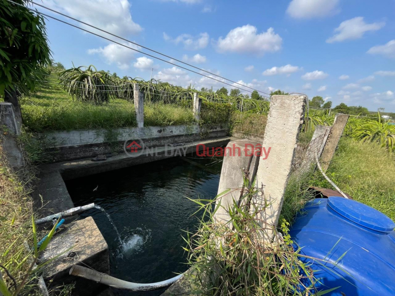 CHÍNH CHỦ Cần Bán Đất Trồng Thanh Long Vị Trí Đẹp Tại Xã Hàm Mỹ Huyện Hàm Thuận Nam, Việt Nam Bán, đ 7,18 tỷ