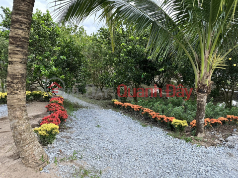 THE OWNER NEEDS TO URGENTLY REVEAL 8.2 LAND AVAILABLE FOR A DIAMOND ORANGE GARDEN IN Thoai Son, An Giang _0