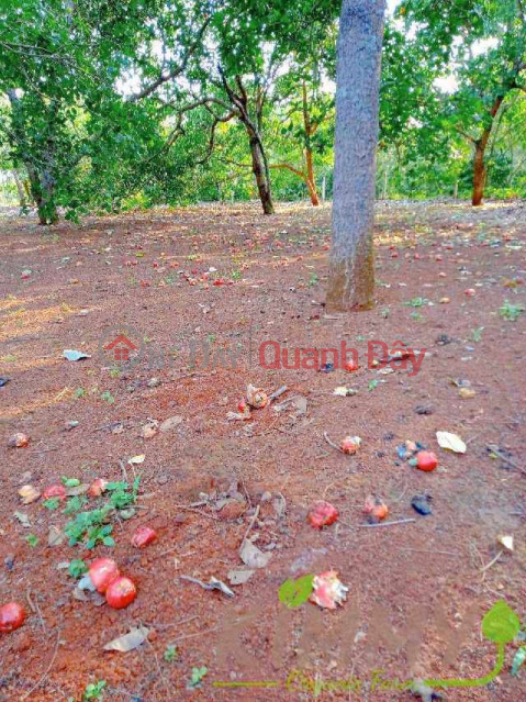 Cashew garden for sale, Price 380 million _0