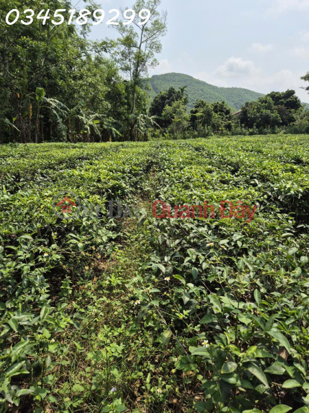 Chính chủ cần bán lô đất siêu đẹp xã Hưng Thi, Hòa Bình, DT 3.553m2 ( 400m thổ cư ) | Việt Nam, Bán, đ 3 tỷ
