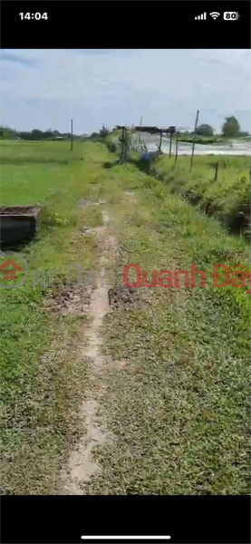 BEAUTIFUL LAND - GOOD PRICE - Owner Needs to Sell Land Lot in Tan My Commune, Duc Hoa, Long An, Vietnam, Sales, đ 1.4 Billion