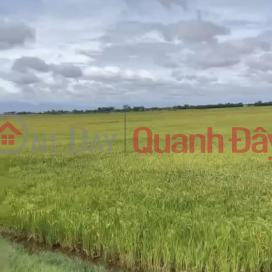 ADJUSTABLE LAND - BEAUTIFUL SQUARE LAND - For Sale By Owner In Tan Tay Commune, Thanh Hoa - Long An _0