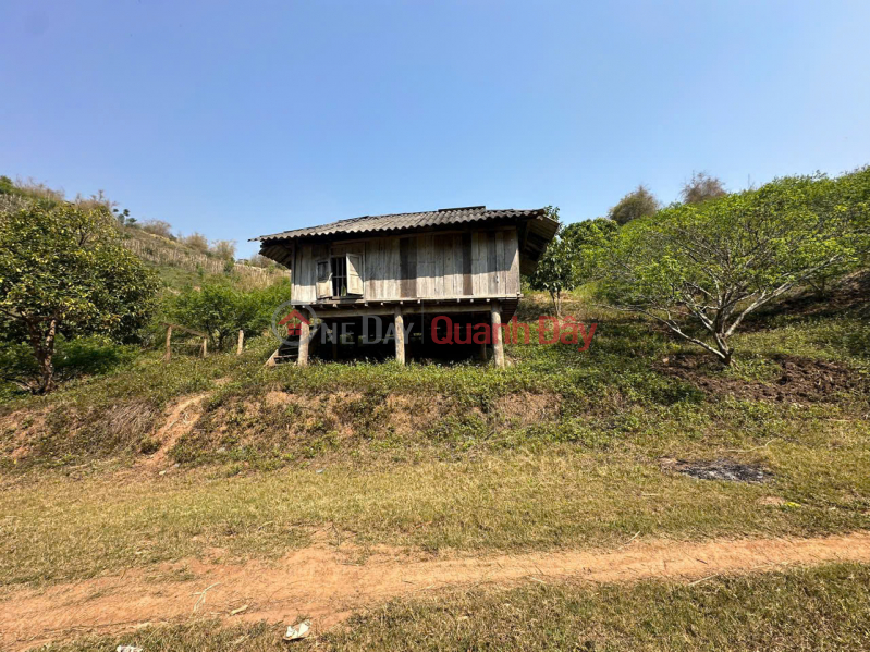 Plum hill land for sale in Moc Chau, area 3 hectares near tourist center, investment price. Sales Listings