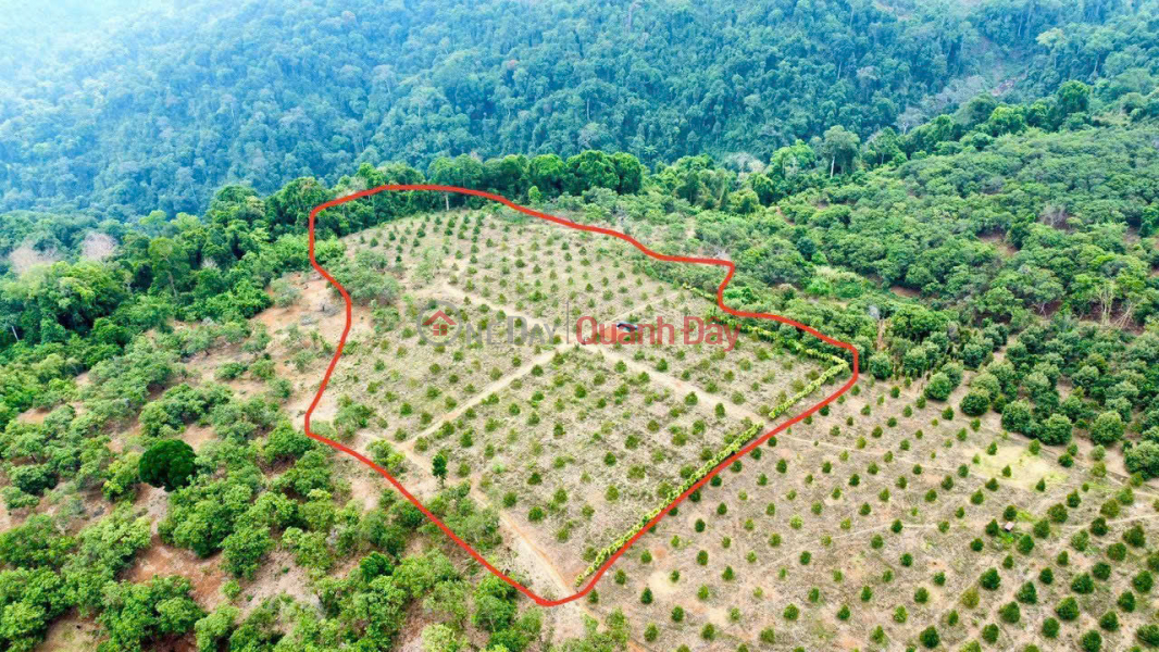 BEAUTIFUL LAND - OWNER SELLS LAND At Buon B.salousieum, Tien Hoang Commune, Cat Tien, Lam Dong Sales Listings