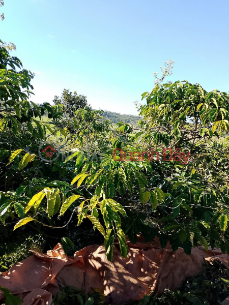 Property Search Vietnam | OneDay | Residential | Sales Listings | BEAUTIFUL LAND BY OWNER - GOOD PRICE - Ia Bang Commune, Dak Doa District, Gia Lai Province