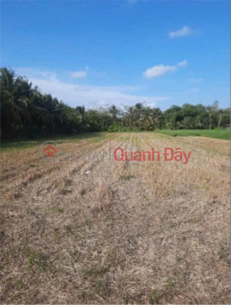 đ 525 Million OWNER Need Money Urgently Sells Rice Plot According to Certificate In Tan Xuan, Ba Tri, Ben Tre (old)