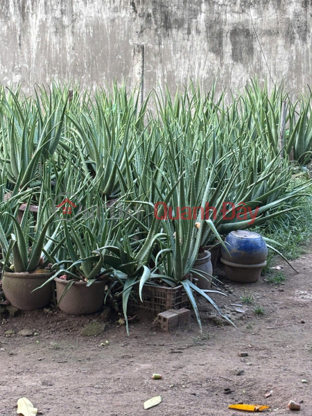 đ 90 Billion, HOT HOT - Land for sale by owner, prime location on Nguyen Anh Thu street, District 12, Ho Chi Minh City.