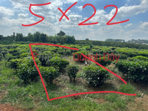 PRIME LAND – GREAT PRICE – OWNER URGENTLY SELLING in Loc Thang Town, Bao Lam District, Lam Dong Province _0