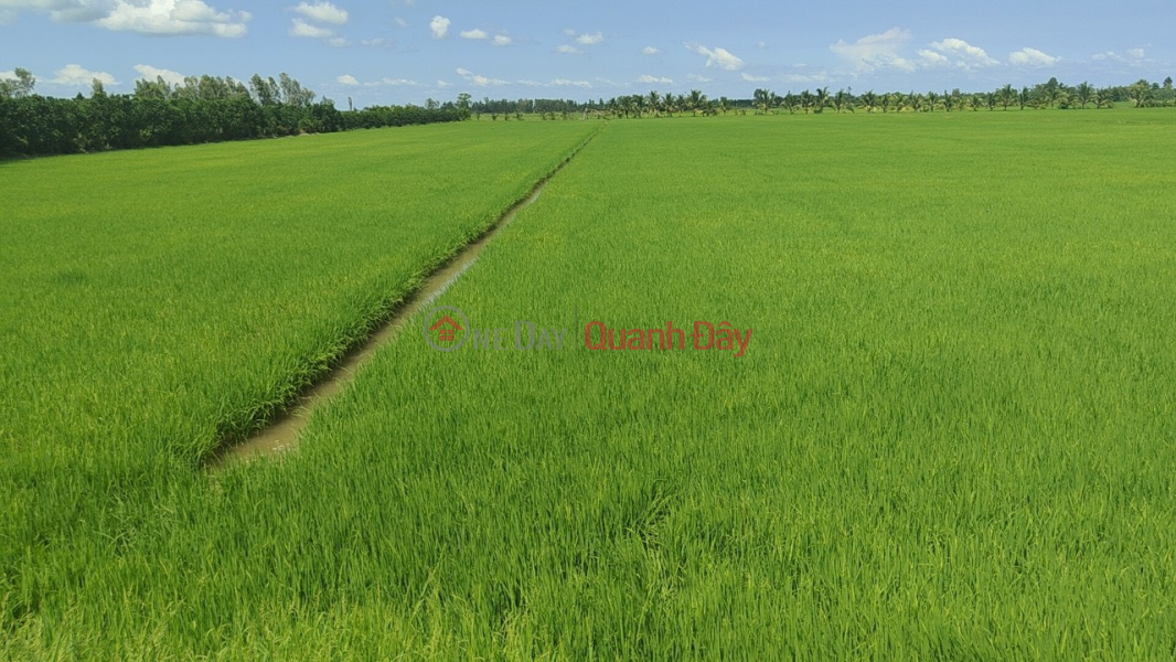 QUICK SALE OF 31 FIELD LAND - BEAUTIFUL LOCATION In Thanh Loi Commune, Thap Muoi, Dong Thap Vietnam | Sales, ₫ 5.12 Billion