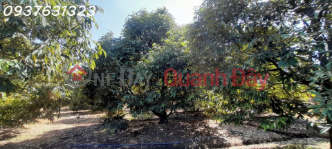 OWNER WANTS TO SELL: MUSANG KING DURIAN ORCHARD CURRENTLY IN HARVEST – BEN CAU, TAY NINH _0