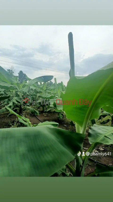 OWNER NEEDS TO QUICKLY SELL A Plot Of Land In A Beautiful Location In Hung Thinh Commune, Trang Bom District, Dong Nai _0