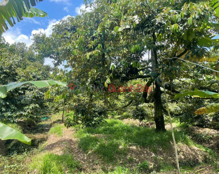 CHÍNH CHỦ BÁN 3.400m² ĐẤT TRỒNG SẦU RIÊNG RI6 – VƯỜN ĐANG THU HOẠCH - xã Bình Phú, Đồng Tháp, Việt Nam Bán | đ 2,21 tỷ