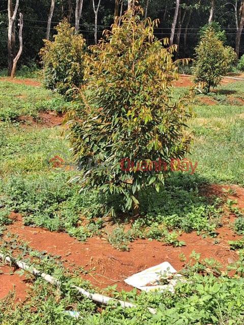 PRIME LAND – GOOD PRICE – OWNER NEEDS TO SELL 18,000M² DURAN ORCHARD IN BINH LONG WARD, BINH LONG TOWN, BINH PHUOC PROVINCE _0