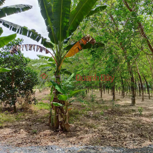 Land for sale in An Tho hamlet, An Co commune, Chau Thanh, Tay Ninh. | Vietnam Sales ₫ 1.3 Billion