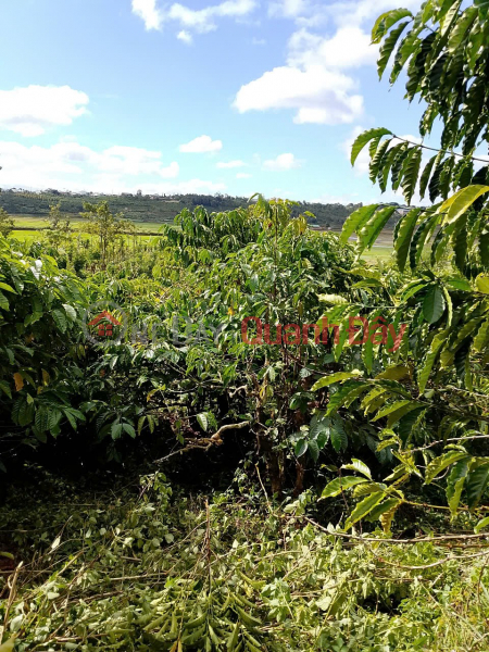 đ 850 Million BEAUTIFUL LAND BY OWNER - GOOD PRICE - Ia Bang Commune, Dak Doa District, Gia Lai Province