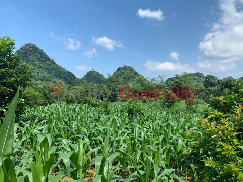 Selling 3000m2 of land in Thung Muong, Tu Son, Kim Boi, Hoa Binh. Price is just over 300k\/m2. _0