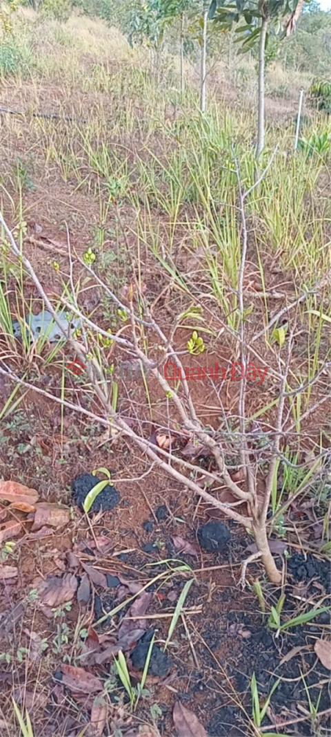PRIME LAND – GOOD PRICE – OWNER NEEDS TO SELL GARDEN LAND in Quang Binh Hamlet, Nghia Thang Commune, Dak R'Lap District, Dak Nong Province _0