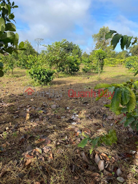 đ 900 Million, BEAUTIFUL LAND - GOOD PRICE - Quick Sale Land Lot In Dat Hieu Ward, Buon Ho Town, Dak Lak