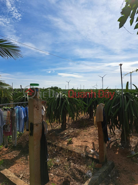 Property Search Vietnam | OneDay | Residential, Sales Listings FOR SALE 1 acre of land to grow dragon fruit in Ham Thuan Nam - Extremely cheap price