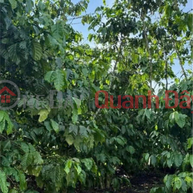 ĐẦU TƯ SINH LỜI – CHÍNH CHỦ CẦN BÁN ĐẤT TẠI Xã Phú Hội, huyện Đức Trọng, tỉnh Lâm Đồng _0