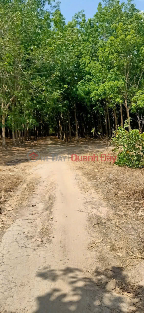 BEAUTIFUL LAND - GOOD PRICE - Prime Location At Soc Qua Hamlet, Tan Hung, Hon Quan, Binh Phuoc _0