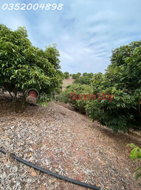 FOR SALE 1.6 HA OF LAND FOR PLANTING PERIODIC PLANTS - NICE VIEW, GOOD PRICE! _0