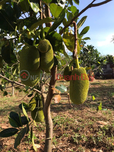 Property Search Vietnam | OneDay | Residential Sales Listings | Owner selling 20,000m2 of land in Dak Ru commune, Dak R'Lap district, Dak Nong province (bordering Binh Phuoc province),with land title deed.