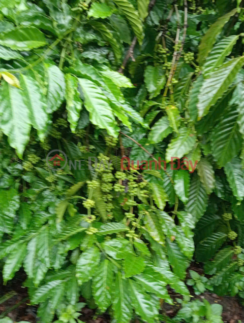 BEAUTIFUL LAND - CHEAP PRICE - OWNER SELLS 20Ha of Coffee Land at Indochina Junction, Bo Y, Ngoc Hoi, Quang Ngai _0