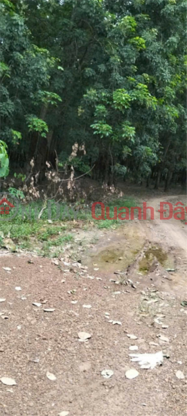 đ 8.96 Billion Beautiful Land - good price Owner needs to quickly sell land plot in Dong Xoai City, Binh Phuoc Province