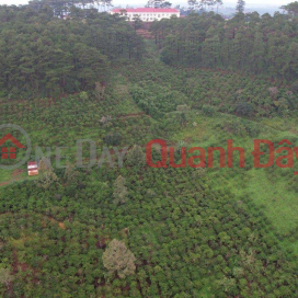 OWN A LOT of Land, Super Nice Location - Super Good Price In Tan Chau Commune, Di Linh, Lam Dong _0