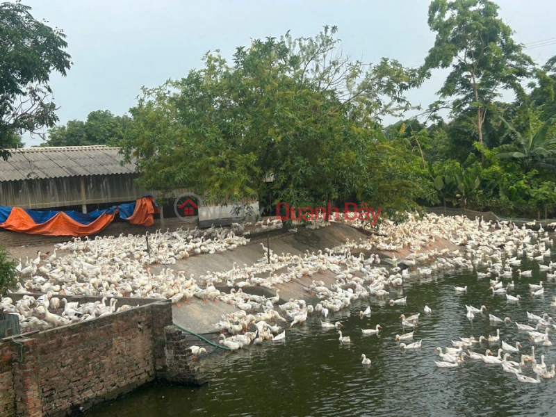 Property Search Vietnam | OneDay | Nhà ở Niêm yết bán, CHÍNH CHỦ BÁN TRANG TRẠI GÀ 3,430M TẠI ĐÔNG SƠN-CHƯƠNG MỸ-HÀ NỘI