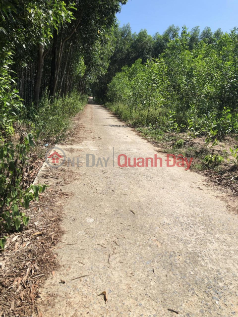 BEAUTIFUL LAND - PROFITABLE INVESTMENT - Land Lot For Quick Sale In Hai Le, Quang Tri _0