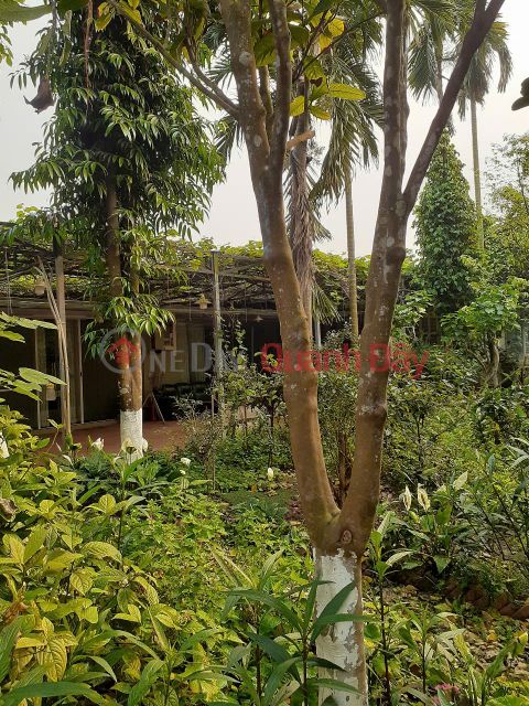 Land for rent with factory, 200m2, 300m2, 500m2, An Duong, Yen Phu, Tay Ho. _0