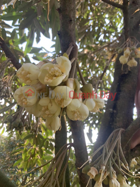 OWNER Needs to Sell Durian Garden in Quoc Oai Commune, Da teh, Lam Dong Sales Listings