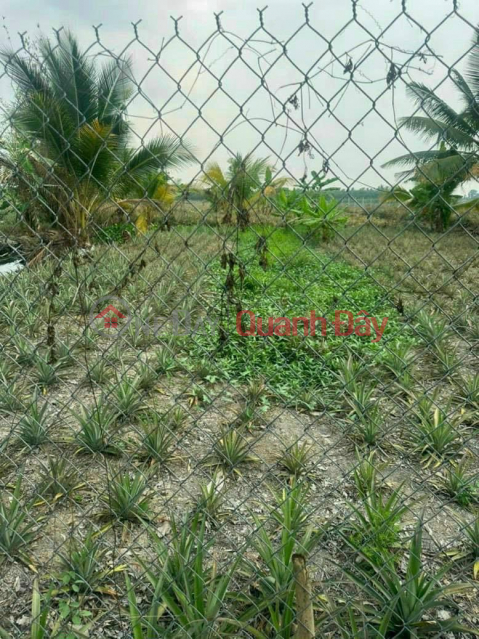 BEAUTIFUL LAND - GOOD PRICE - For Sale by Owner 17.5 acres of Lo Dal Land in Tan Tien, Vi Thanh, Hau Giang _0