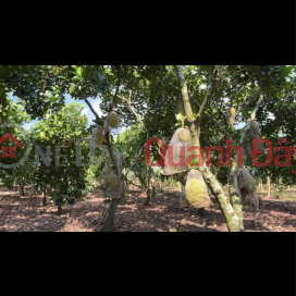 HOT HOT – OWNER NEEDS TO SELL LAND in Bau Coi, Bao Vinh Ward, Long Khanh City, Dong Nai Province _0