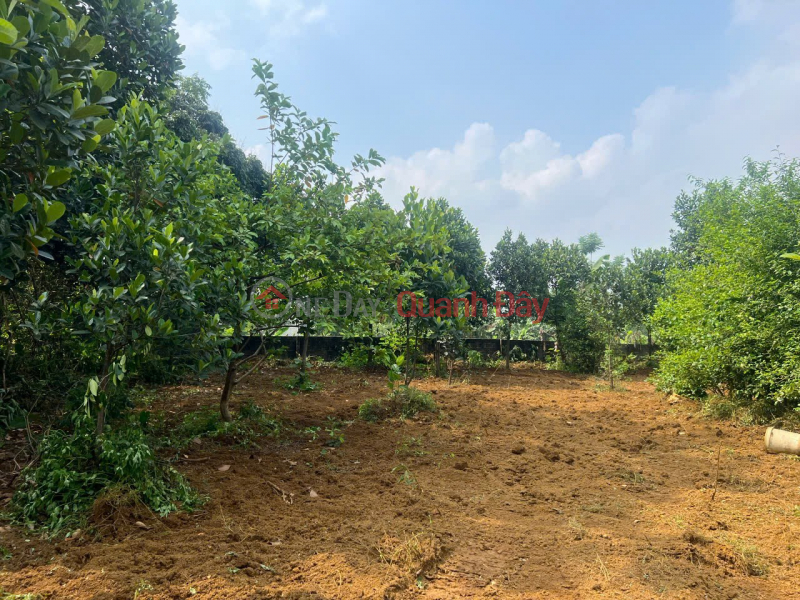 đ 5 Billion | BEAUTIFUL LAND - GOOD PRICE - Need to Sell Quickly Land Lot in Prime Location in Thuy Xuan Tien, Chuong My District