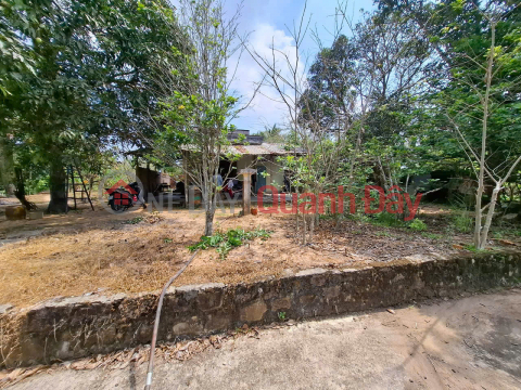 Bán gấp đất vườn khu Tượng, Phú Quốc, thích hợp làm homestay, farmstay hay khu nghỉ dưỡng sinh thái _0