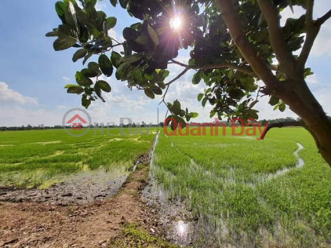 Selling 721m2 (9x84, rice land) 3m stone road, My Tho commune, Cao Lanh district, Tel. _0