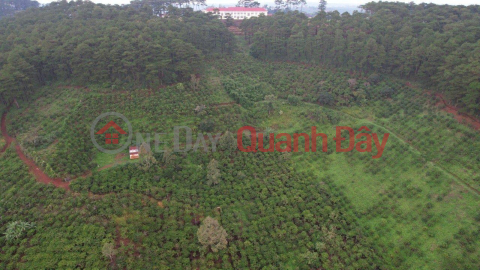 OWN A LOT of Land, Super Nice Location - Super Good Price In Tan Chau Commune, Di Linh, Lam Dong _0