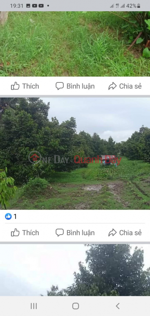 I am the OWNER for sale of Durian Farming Land at Truong Thanh A Hamlet, Truong Thanh Commune, Thoi Lai, Can Tho _0