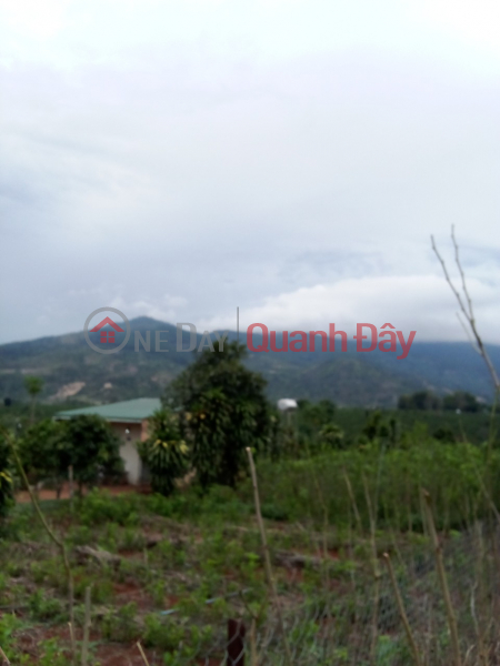 Property Search Vietnam | OneDay | Residential Sales Listings | BEAUTIFUL LAND - GOOD PRICE - FOR URGENT LOT FOR SALE IN Dong Lac, Di Linh Town, Di Linh District, Lam Dong