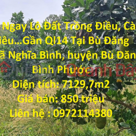 Own a plot of land to grow Cashew, Coffee, Pepper…Near Highway 14 at Bu Dang _0