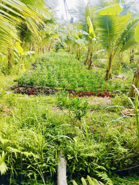 Chính Chủ - CẦN BÁN NHANH LÔ ĐẤT Vườn Dừa Thu Hoạch Hàng Tháng Tại Càng Long, Trà Vinh _0