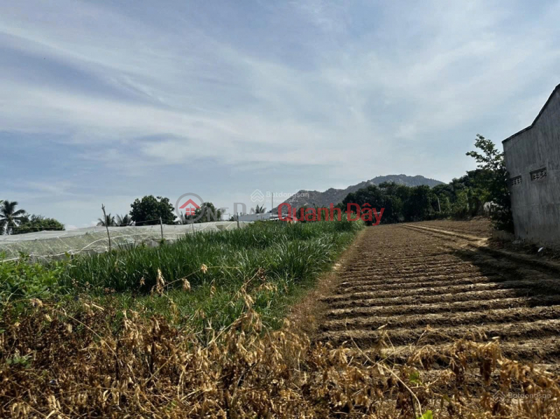 BEAUTIFUL LAND - GOOD PRICE - OWNER NEEDS TO SELL A LOT OF LAND IN A GOOD LOCATION IN Van Hai, Phan Rang - Thap Cham, Ninh Thuan | Vietnam Sales đ 2.8 Billion