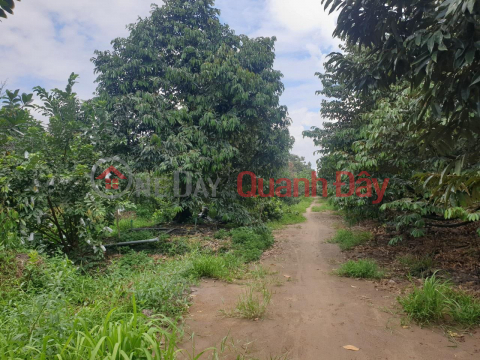 BEAUTIFUL LAND - GOOD PRICE - For Sale Durian Garden Land For Sale In Cai Lay District, Tien Giang _0