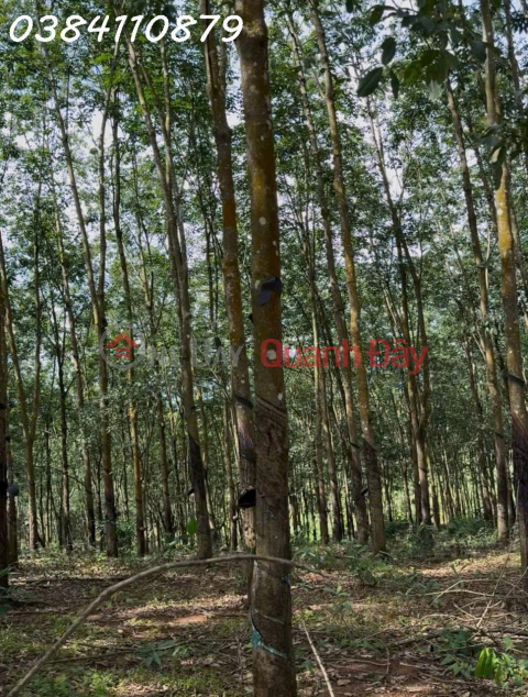 ĐẤT ĐẸP TÂN LỢI – ĐỒNG PHÚ, 2HA CAO SU – CHỈ 3 TỶ _0