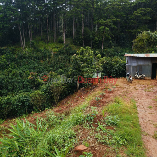 BEAUTIFUL LAND - GARDEN LOT FOR SALE IN Tuy Son village, Xuan Tho commune, Da Lat city, Lam Dong | Vietnam Sales | đ 15 Billion